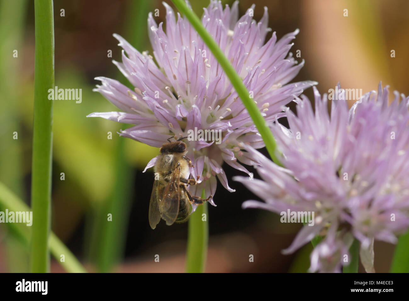 Allium schoenoprasum, Chive, with bee Stock Photo - Alamy