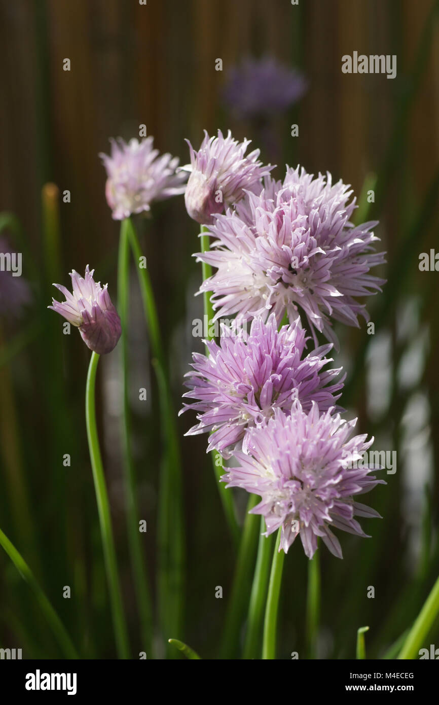 Allium schoenoprasum, Chives Stock Photo