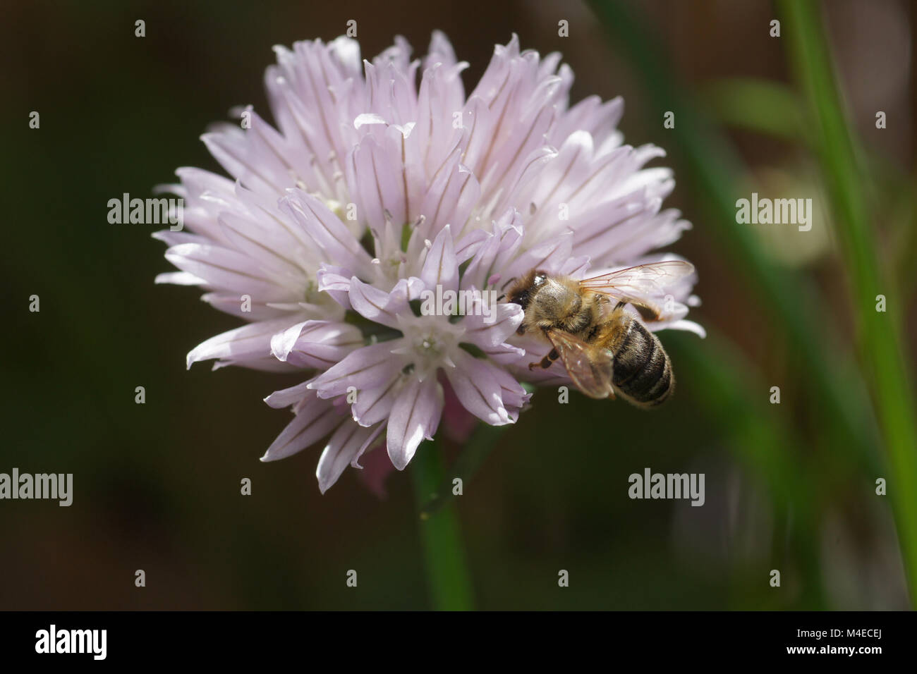 Allium schoenoprasum, Chive, with bee Stock Photo