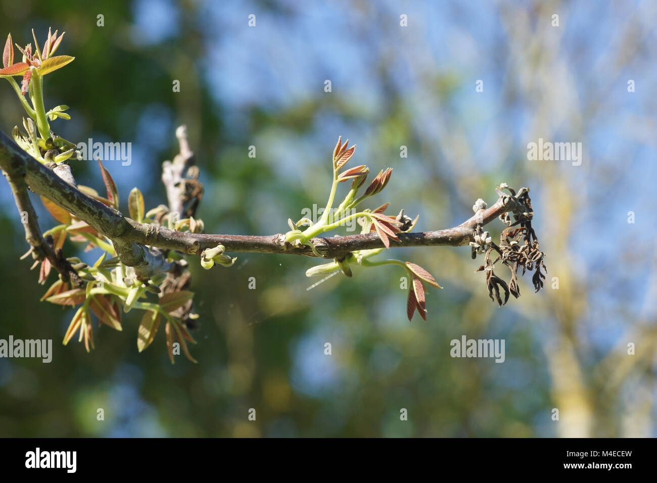 Juglans regia, Walnut, young shoots after frost damage Stock Photo