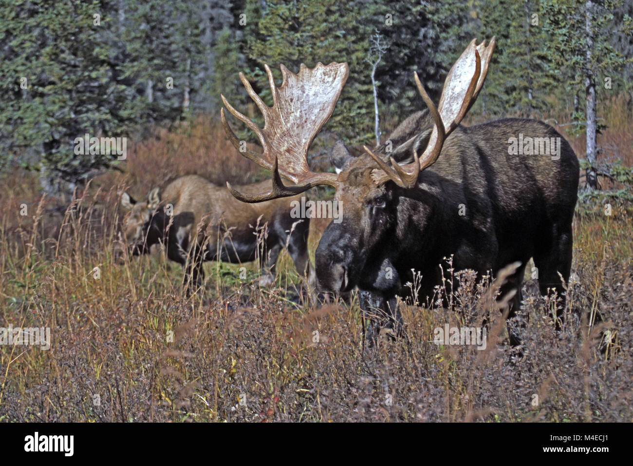 bull Moose and female in the rut Stock Photo