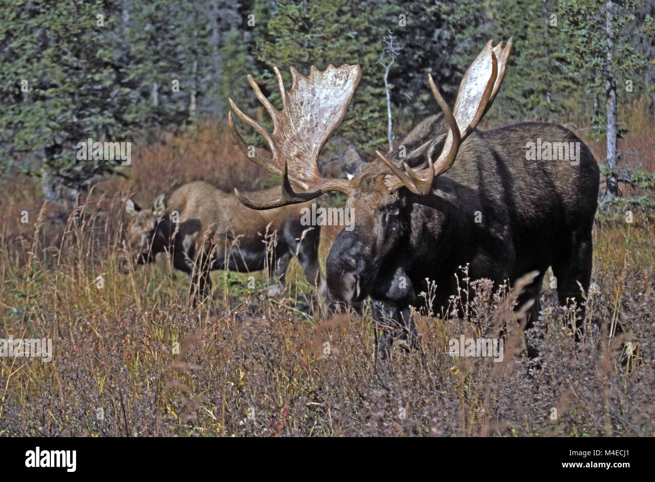 Bull in heat hi-res stock photography and images - Alamy
