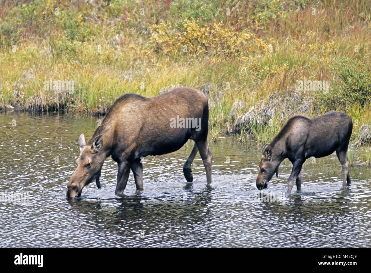 cow Moose with calf drinking / Denali National Park Stock Photo Alamy