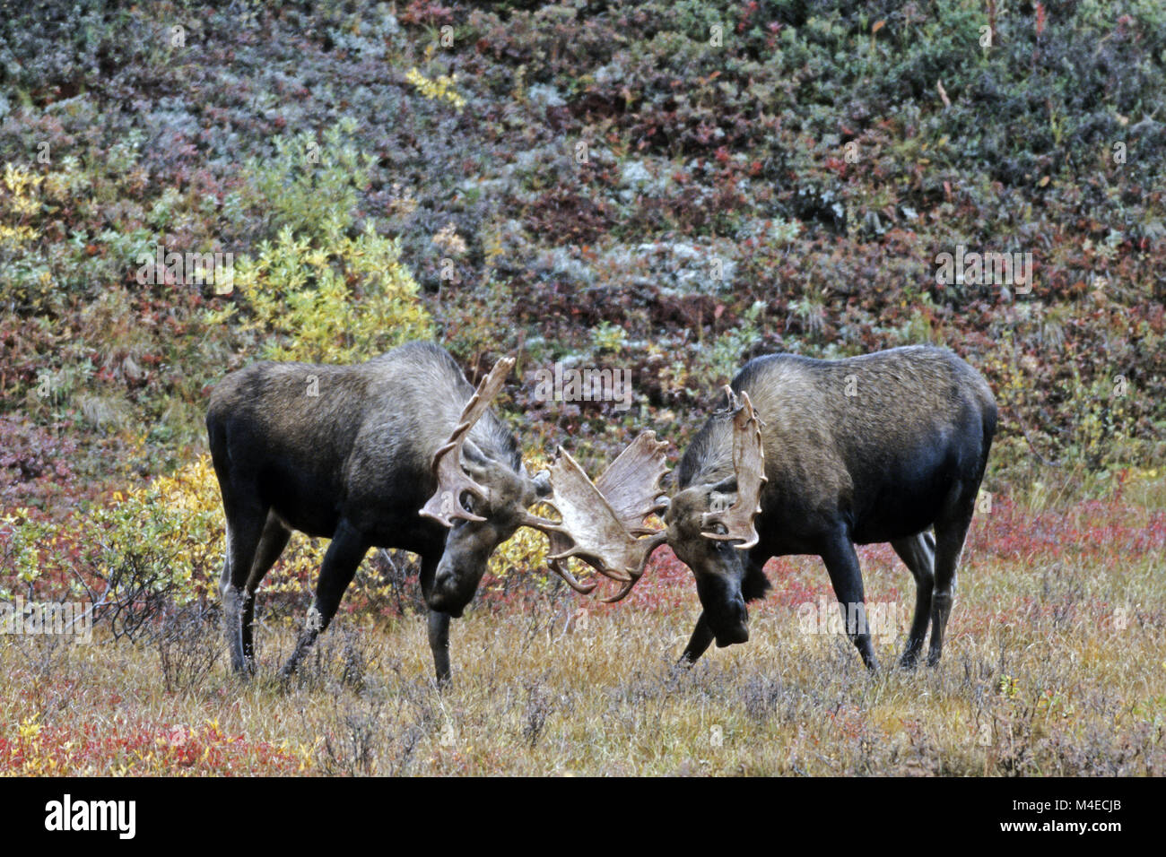 Fight bull moose hi-res stock photography and images - Alamy