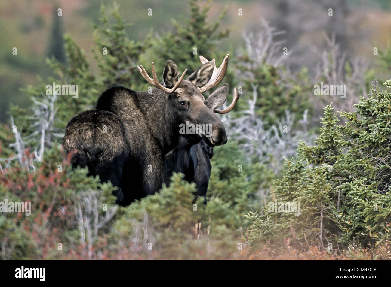 young bull Moose in the Chugach Mountains Stock Photo