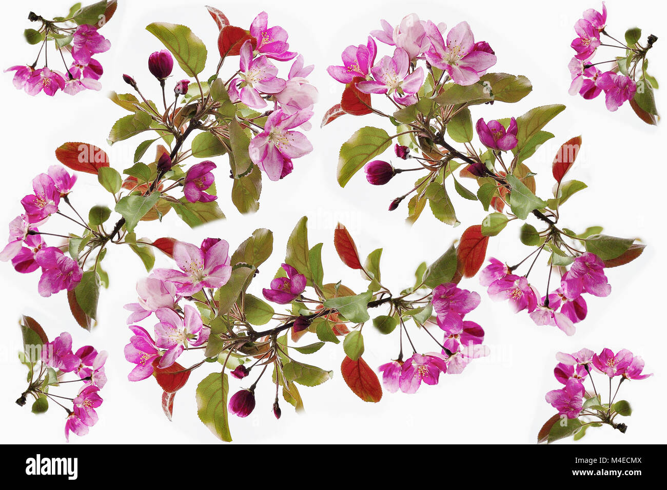 Floral seamless pattern - spring background Stock Photo