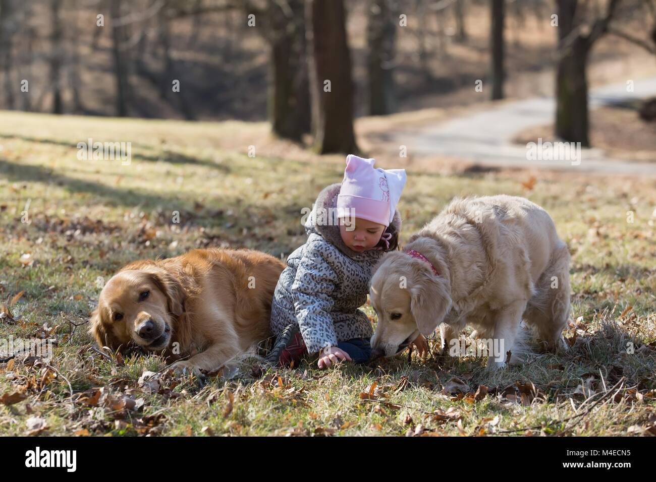 Baby girl playing with golden retriever dog Stock Photo Alamy