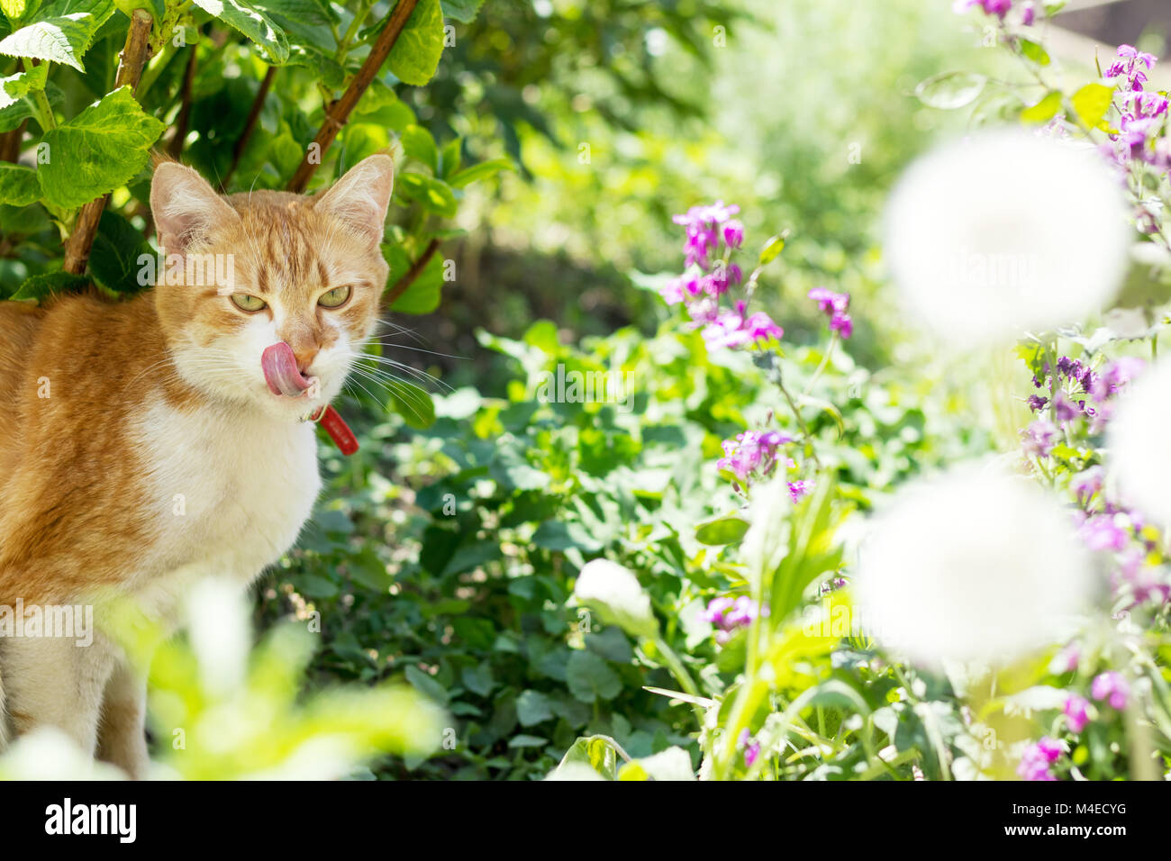 Cute white-red cat in a red collar on the garden Stock Photo