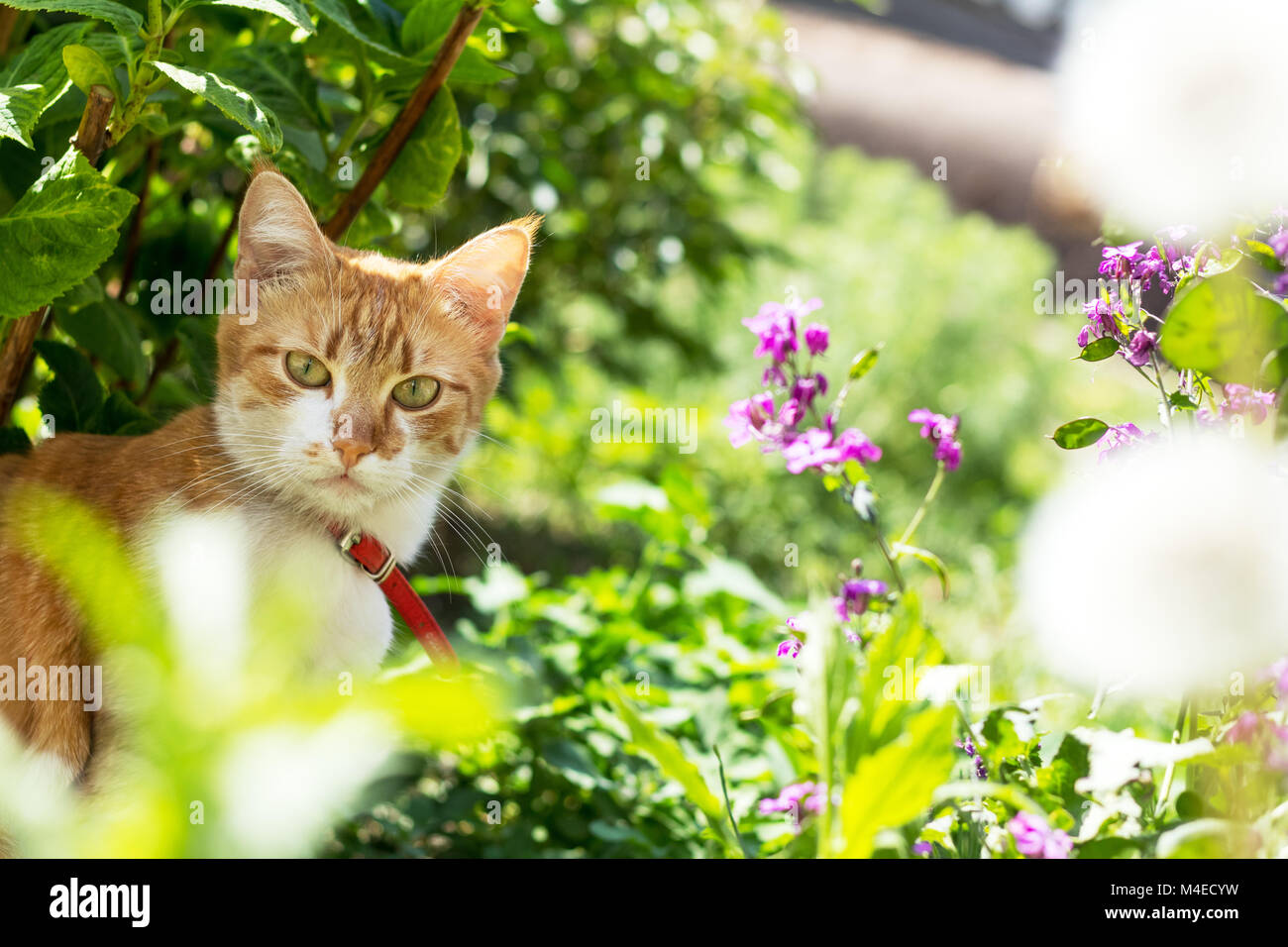 Cute white-red cat in a red collar on the garden Stock Photo