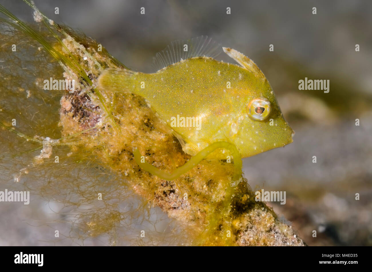 juvenile filefish, Paramonacanthus sp., Lembeh Strait, North Sulawesi, Indonesia, Pacific Stock Photo