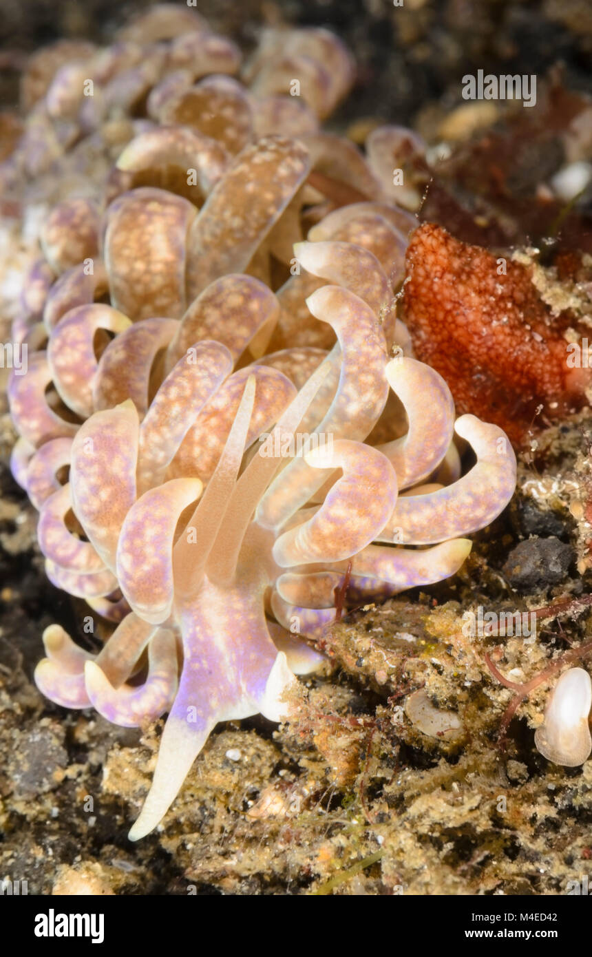 sea slug or nudibranch, Phyllodesmium magnum, Lembeh Strait, North Sulawesi, Indonesia Stock Photo