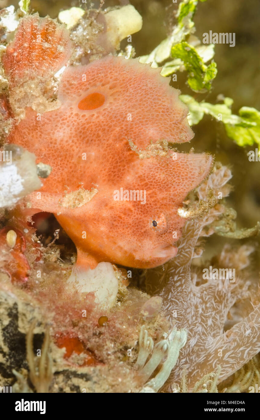Ocellated or Lembeh frogfish, Nudiantennarius subteres, Lembeh Strait, North Sulawesi, Indonesia, Pacific Stock Photo