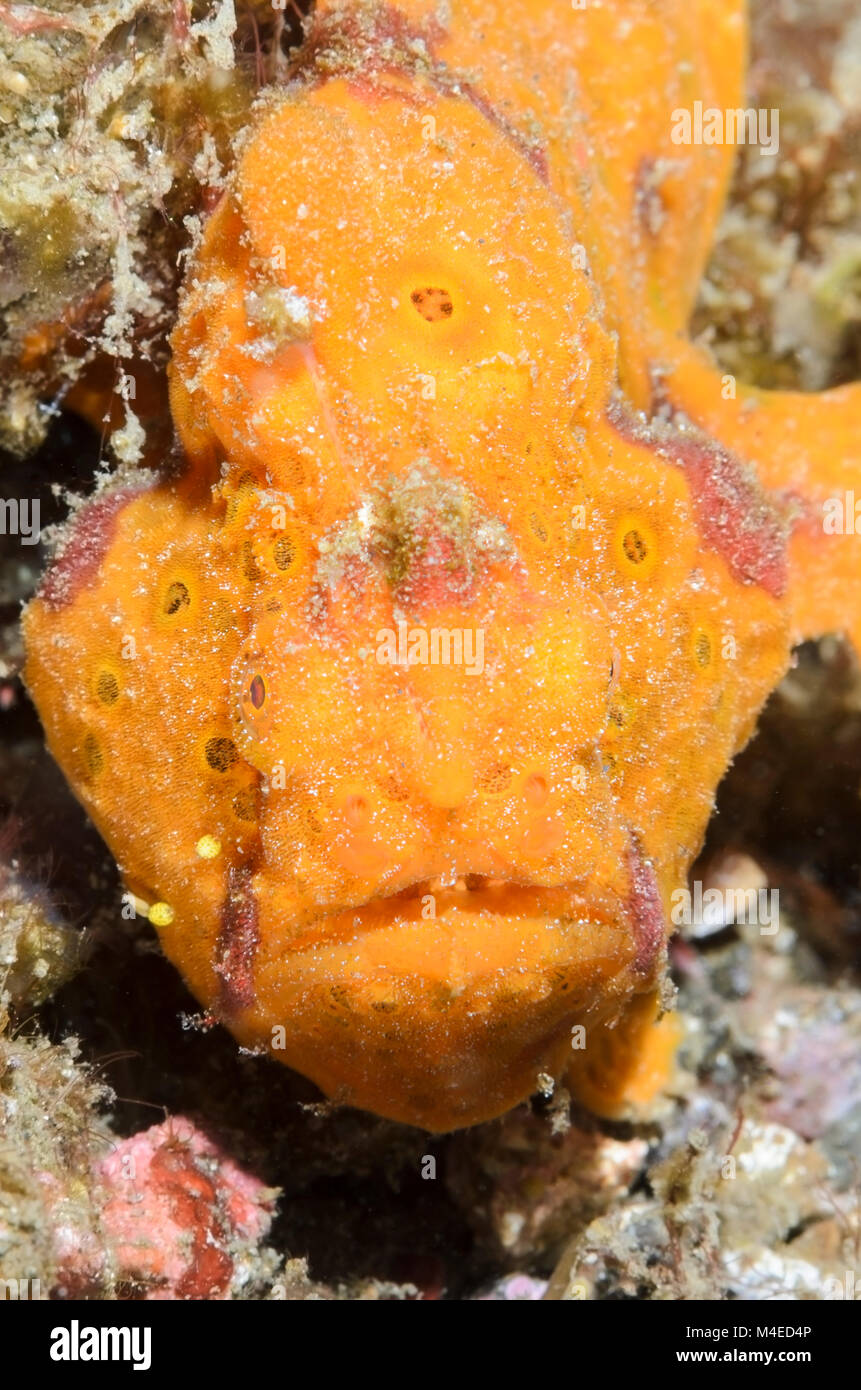 Painted frogfish, Antennarius pictus, with parasitic copepods, Lembeh Strait, North Sulawesi, Indonesia, Pacific Stock Photo