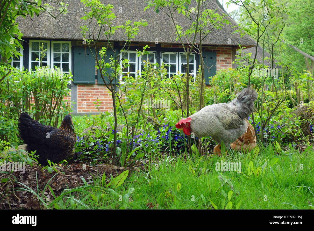 chicken in a garden Stock Photo Alamy