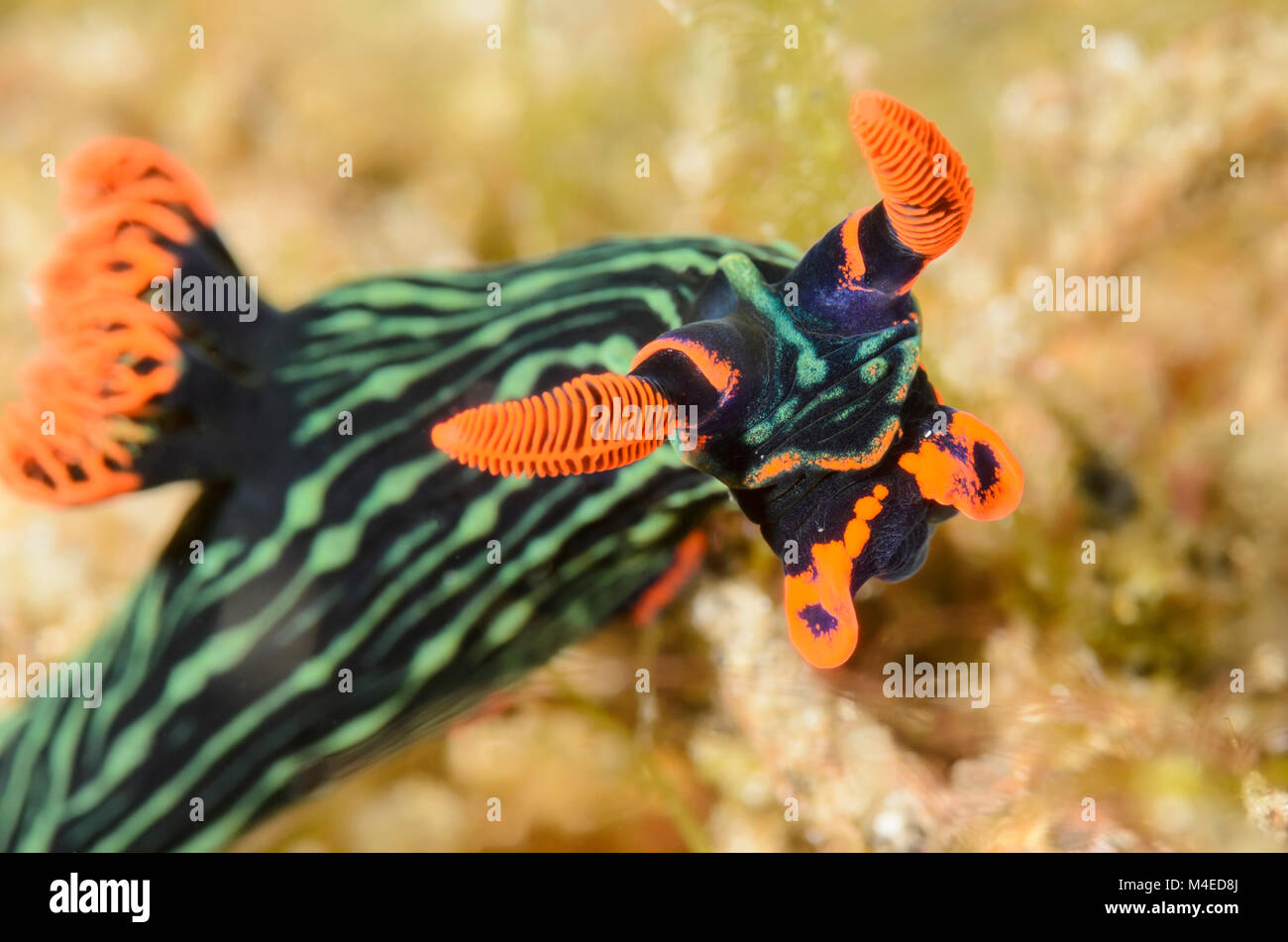 sea slug or nudibranch, Nembrotha kubaryana, Lembeh Strait, North ...