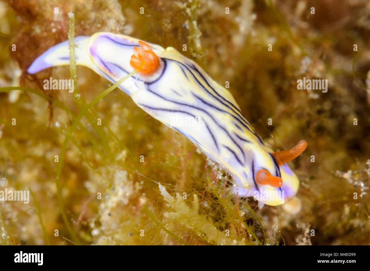 sea slug or nudibranch, Hypselodoris zephyra, Lembeh Strait, North Sulawesi, Indonesia, Pacific Stock Photo