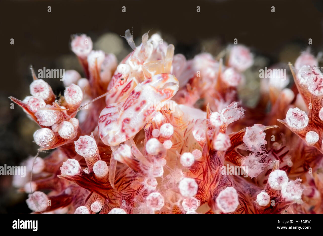 Soft Coral Porcelain crab, Lissoporcellana nakasonei, Lembeh Strait, North Sulawesi, Indonesia, Pacific Stock Photo