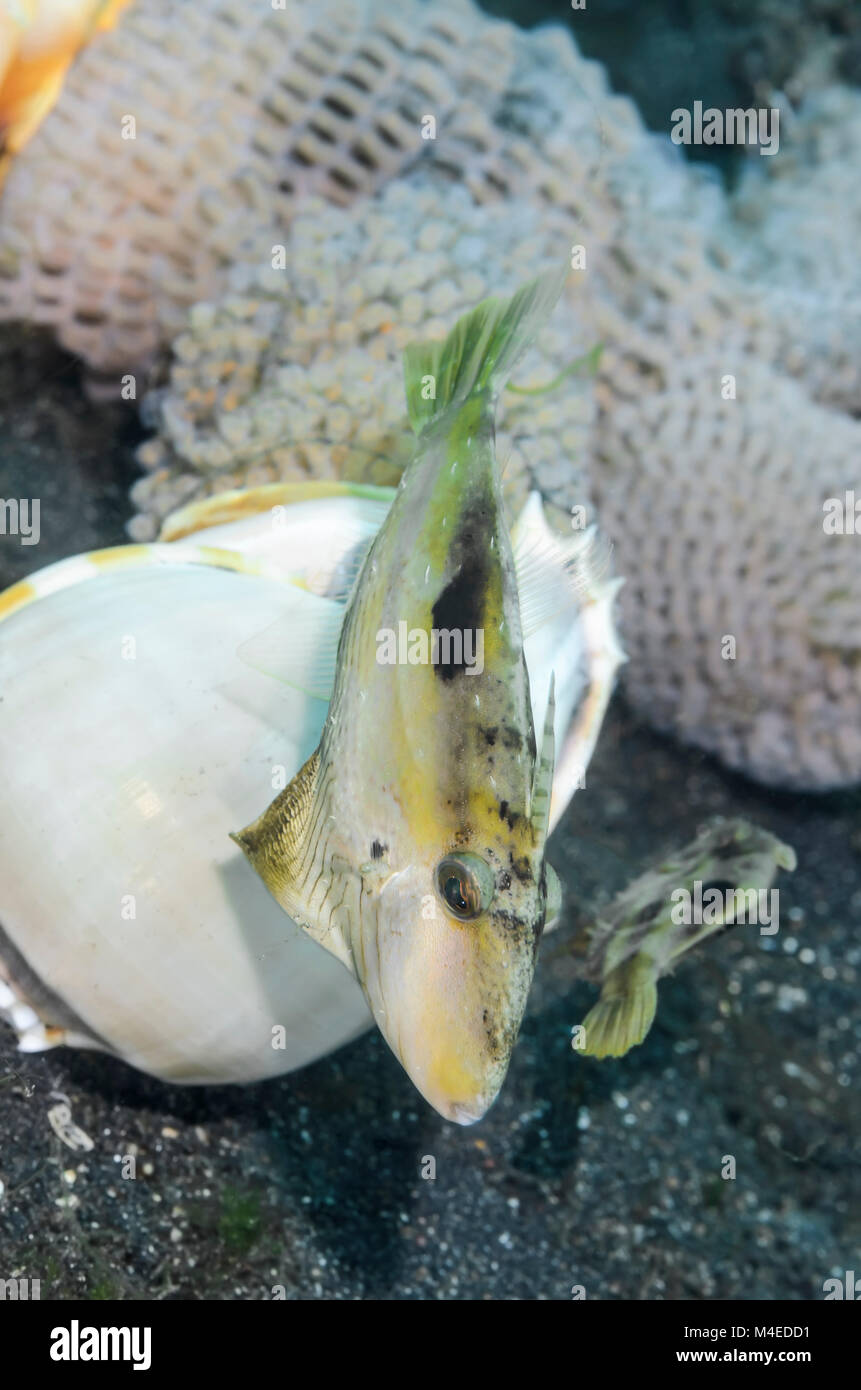 Japanese filefish, Paramonacanthus  japonicus,  with Grey bonnet and egg mass, Phalium glaucum, Lembeh Strait, North Sulawesi, Indonesia, Pacific Stock Photo