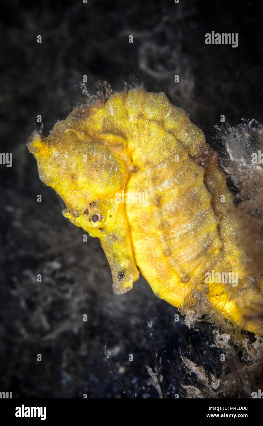 Spotted seahorse, Hippocampus kuda, Lembeh Strait, North Sulawesi, Indonesia, Pacific Stock Photo