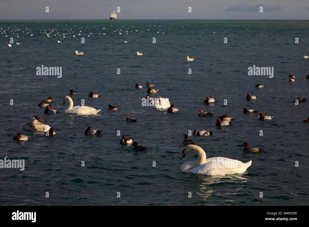 Plumage wing birds pattern hi-res stock photography and images - Alamy