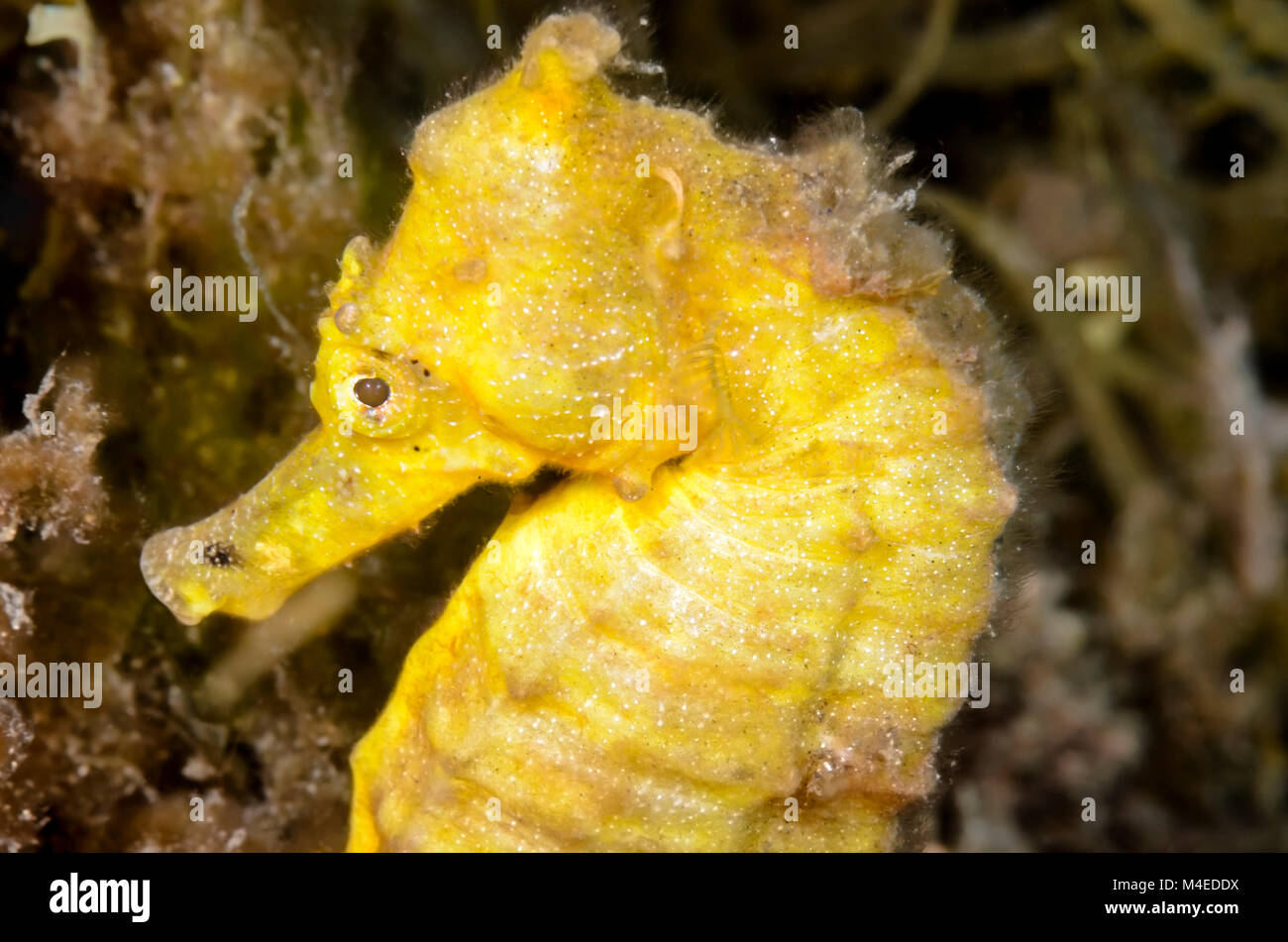Spotted seahorse, Hippocampus kuda, Lembeh Strait, North Sulawesi, Indonesia, Pacific Stock Photo