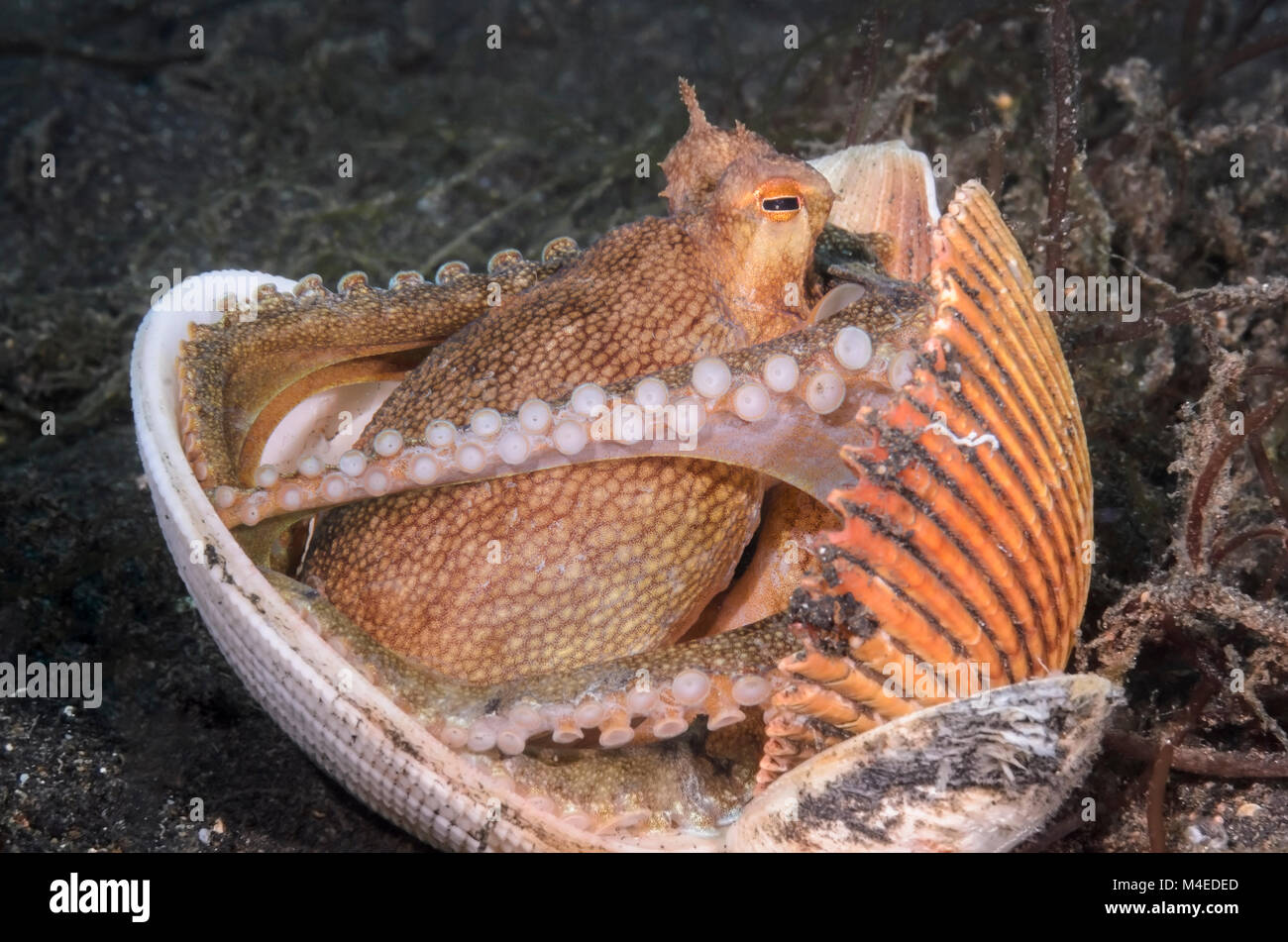 Coconut octopus, Amphioctopus marginatus, using shells for shelter, Lembeh Strait, North Sulawesi, Indonesia, Pacific Stock Photo