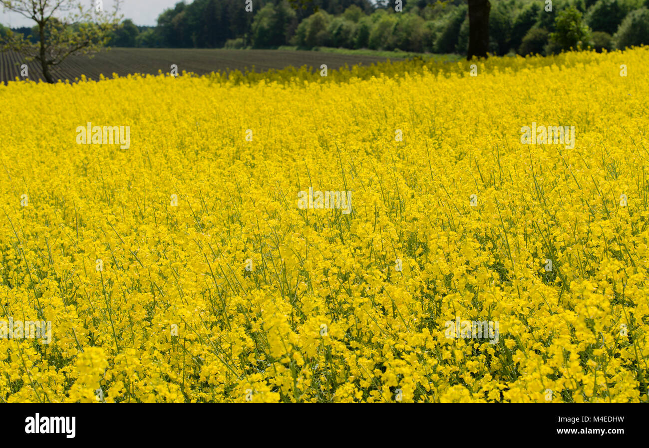 Rape field at blue sky with white clouds Stock Photo - Alamy