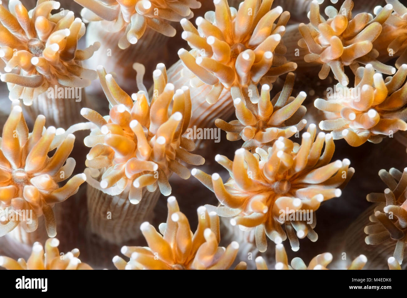 Fluorescence grass coral, Galaxea fascicularis, Lembeh Strait, North Sulawesi, Indonesia, Pacific Stock Photo