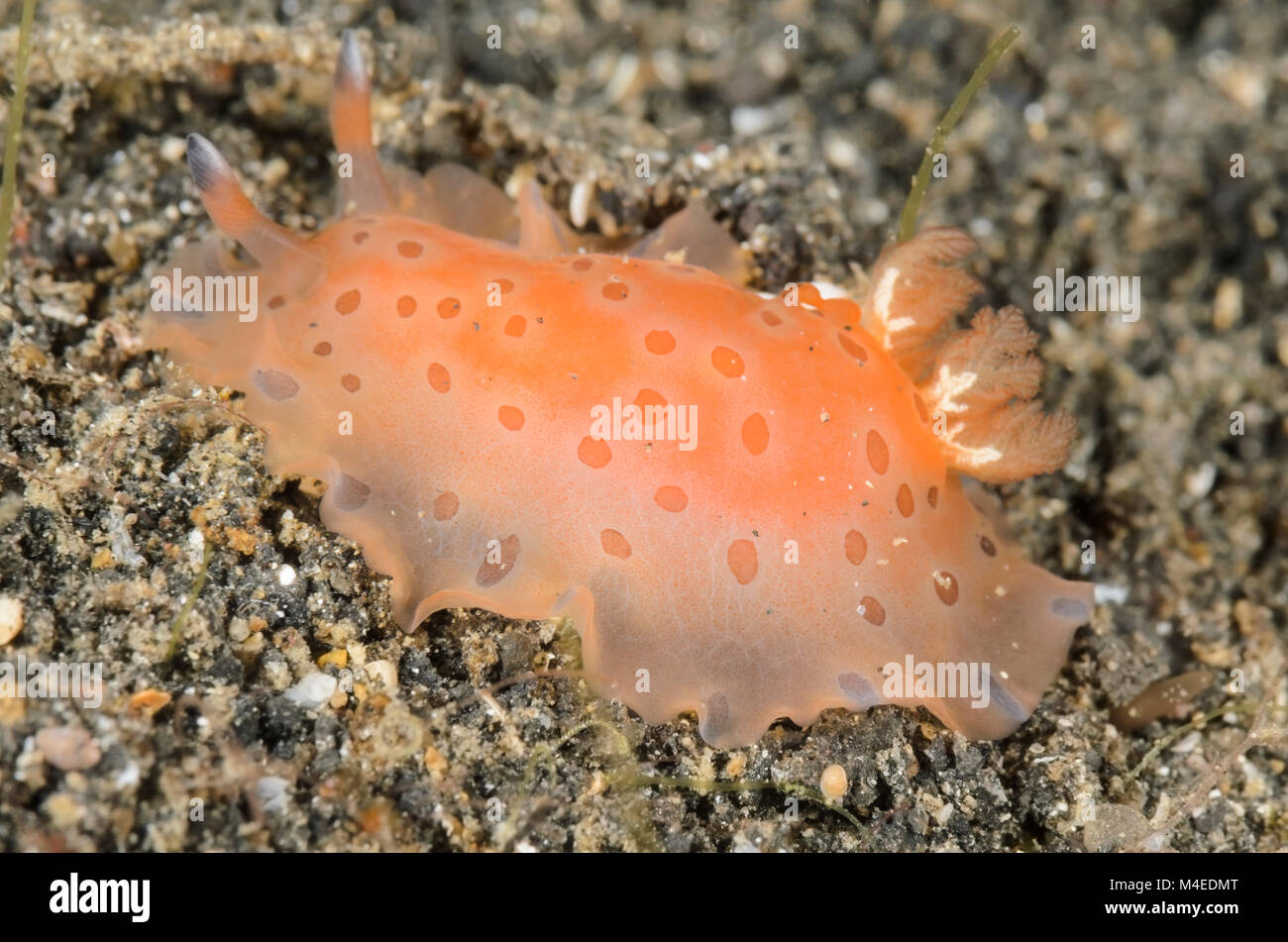 sea slug or nudibranch, Dendrodoris guttata, Lembeh Strait, North Sulawesi, Indonesia, Pacific Stock Photo