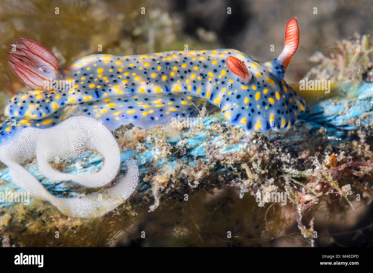 Reproduction nudibranch hi-res stock photography and images - Alamy