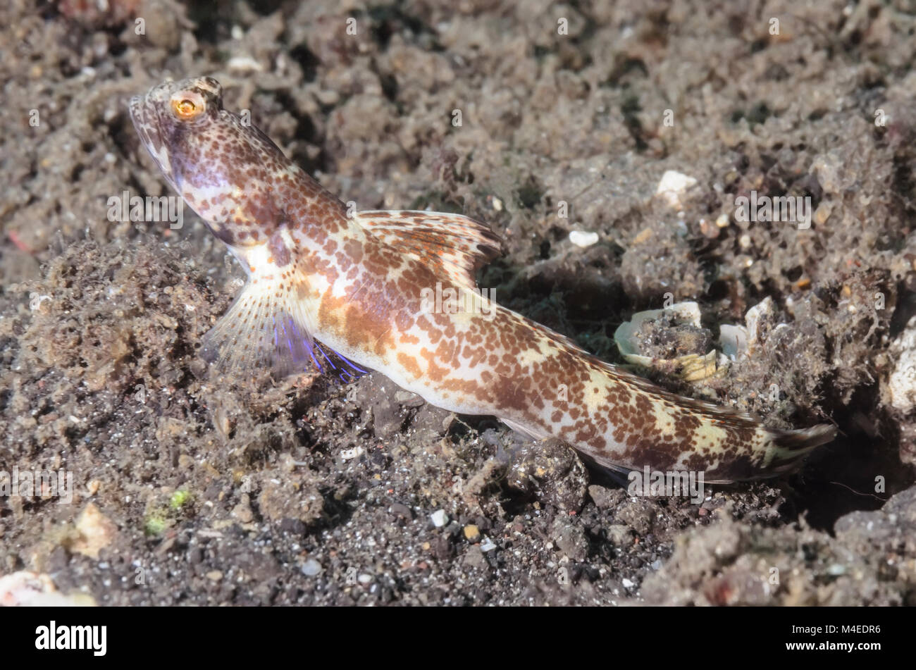 Monster shrimp goby, Tomiyamichthys oni, Lembeh Strait, North Sulawesi, Indonesia, Pacific Stock Photo