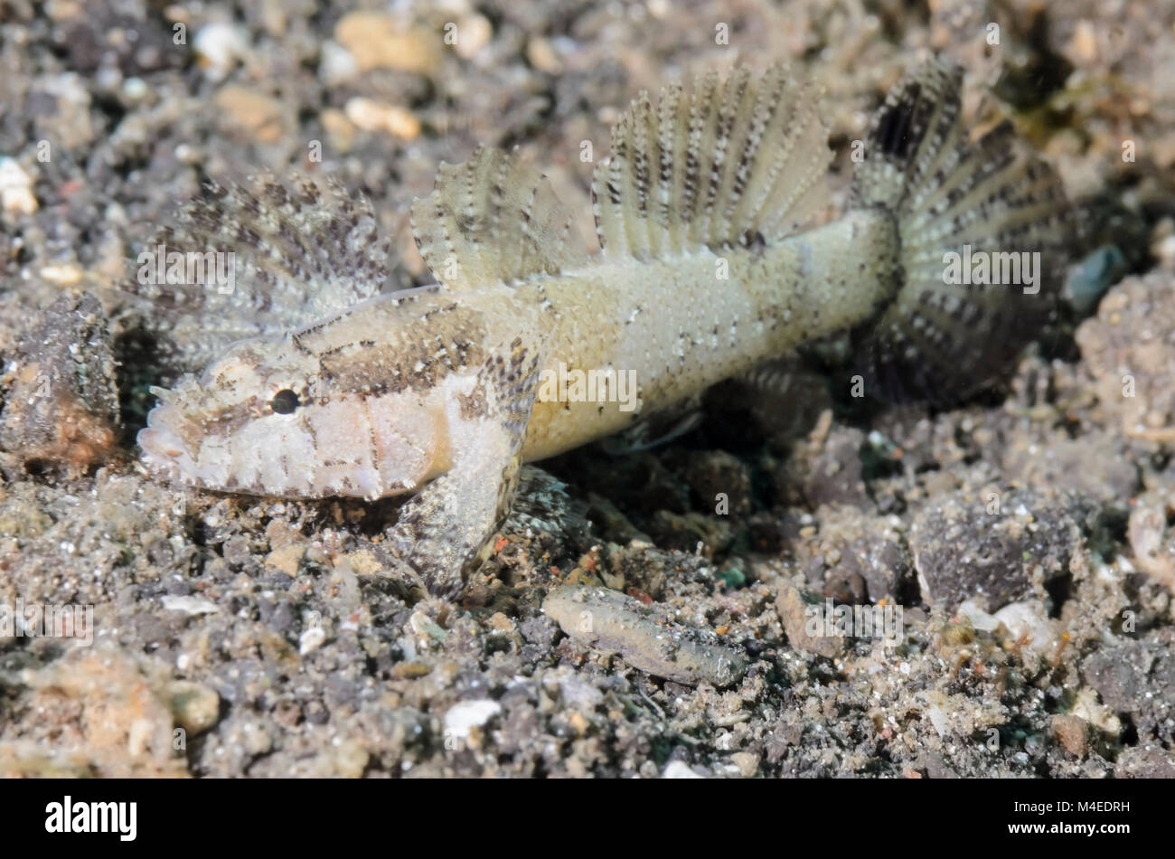 Banded flap-head goby, Calligobius hasseltii, Lembeh Strait, North Sulawesi, Indonesia, Pacific Stock Photo