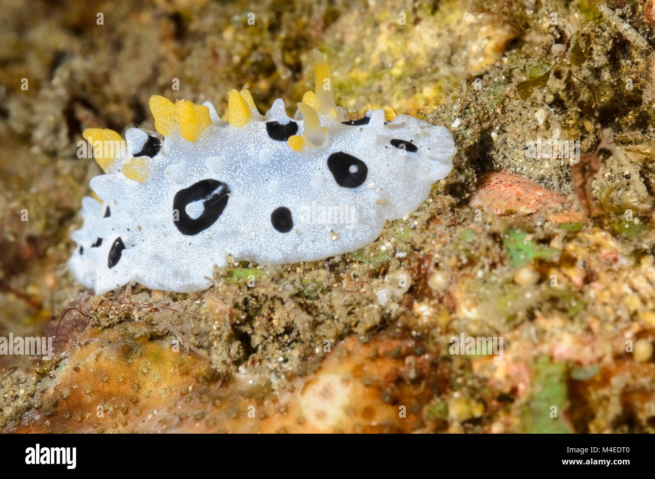sea slug or nudibranch, Phyllidia babai, Lembeh Strait, North Sulawesi, Indonesia, Pacific Stock Photo