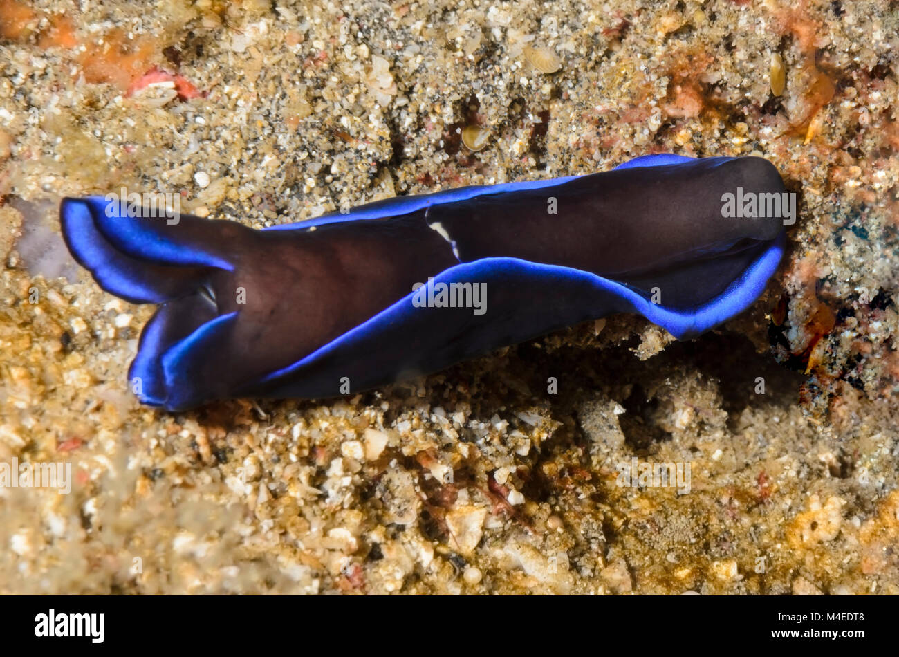 headshield sea slug, Tubulophilinopsis gardineri, Lembeh Strait, North Sulawesi, Indonesia, Pacific Stock Photo