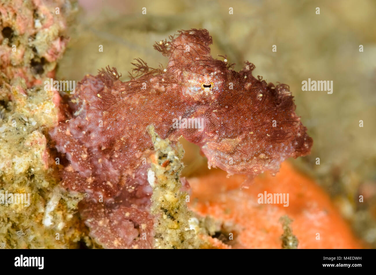 Hairy octopus, Octopus sp., Lembeh Strait, North Sulawesi, Indonesia