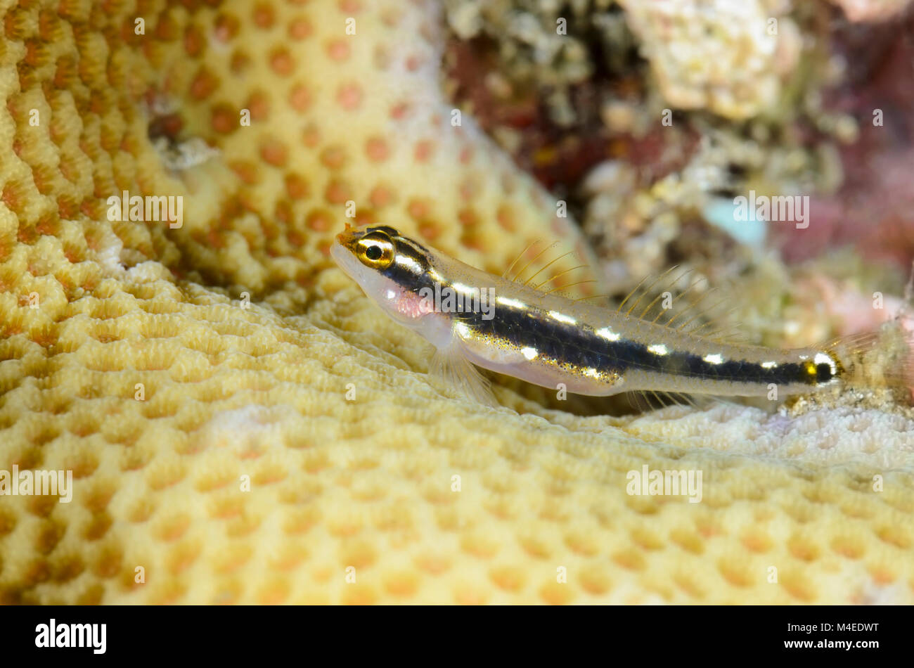 Striped pygmygoby, Eviota sebreei, Lembeh Strait, North Sulawesi, Indonesia, Pacific Stock Photo