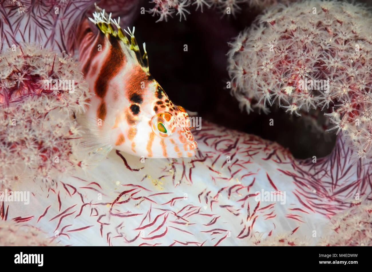 Threadfin hawkfish, Cirrhitichthys aprinus, Lembeh Strait, North