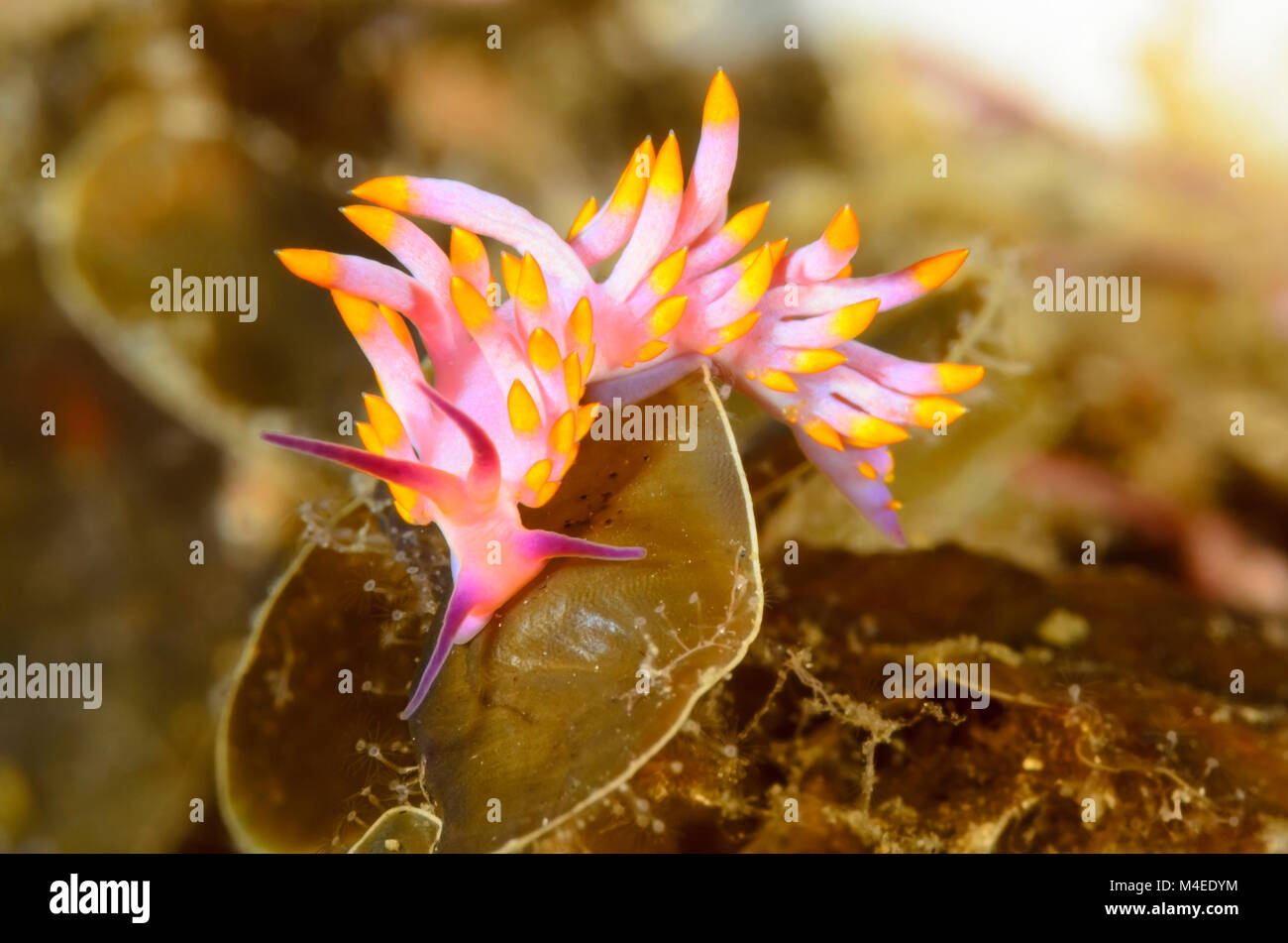 sea slug or nudibranch, Trinchesia sibogae, Lembeh Strait, North Sulawesi, Indonesia, Pacific Stock Photo