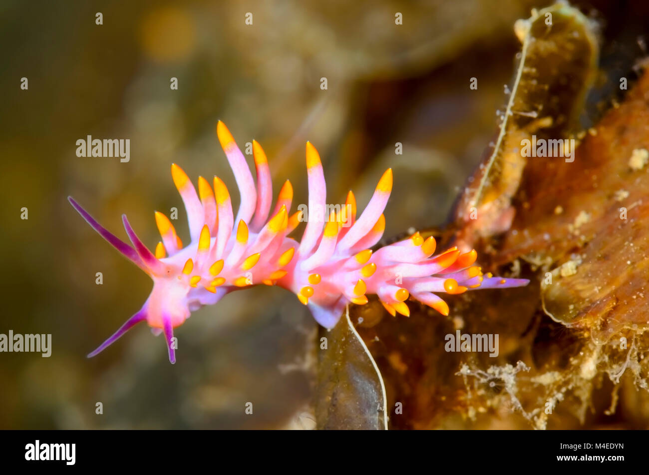 sea slug or nudibranch, Trinchesia sibogae, Lembeh Strait, North Sulawesi, Indonesia, Pacific Stock Photo
