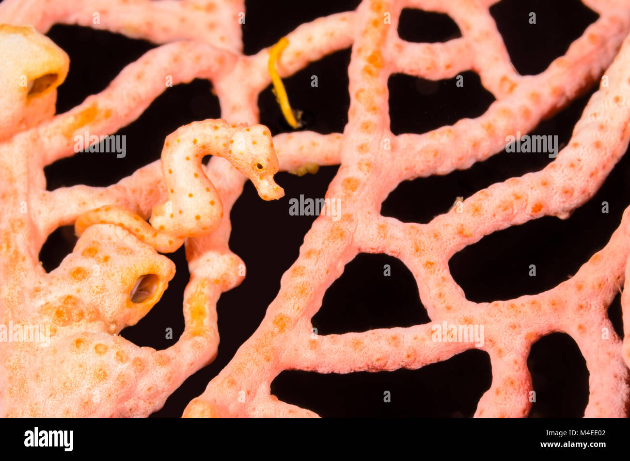 Denise's pygmy seahorse, Hippocampus denise, Lembeh Strait, North Sulawesi, Indonesia, Pacific Stock Photo