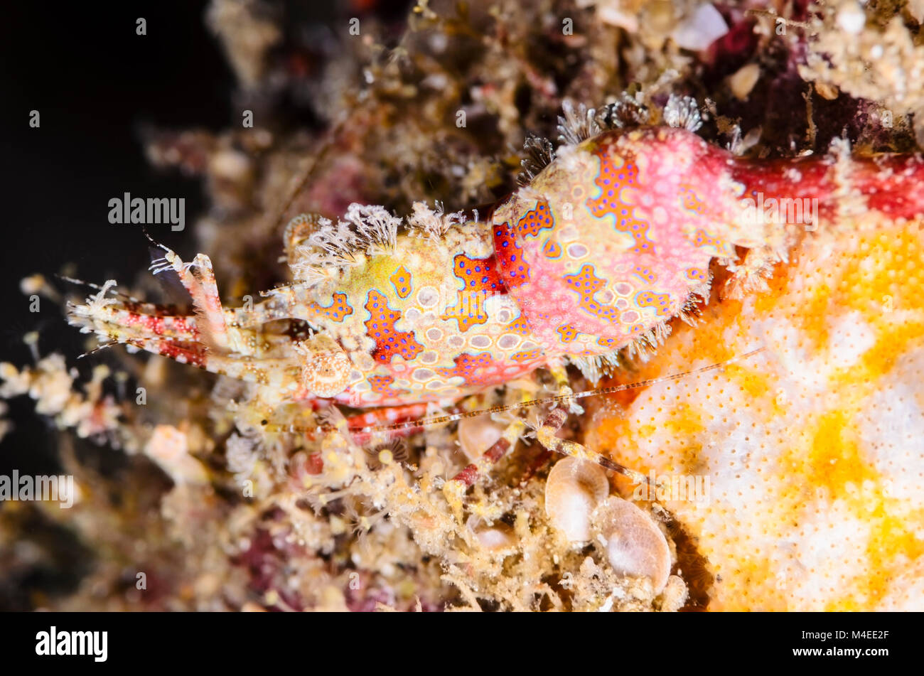 Marbled shrimp, Saron marmoratus, Lembeh Strait, North Sulawesi, Indonesia, Pacific Stock Photo