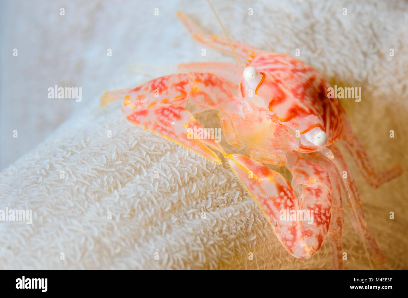 Four-lobed Porcelain crab, Lissoporcellana quadrilobata, Lembeh Strait, North Sulawesi, Indonesia, Pacific Stock Photo