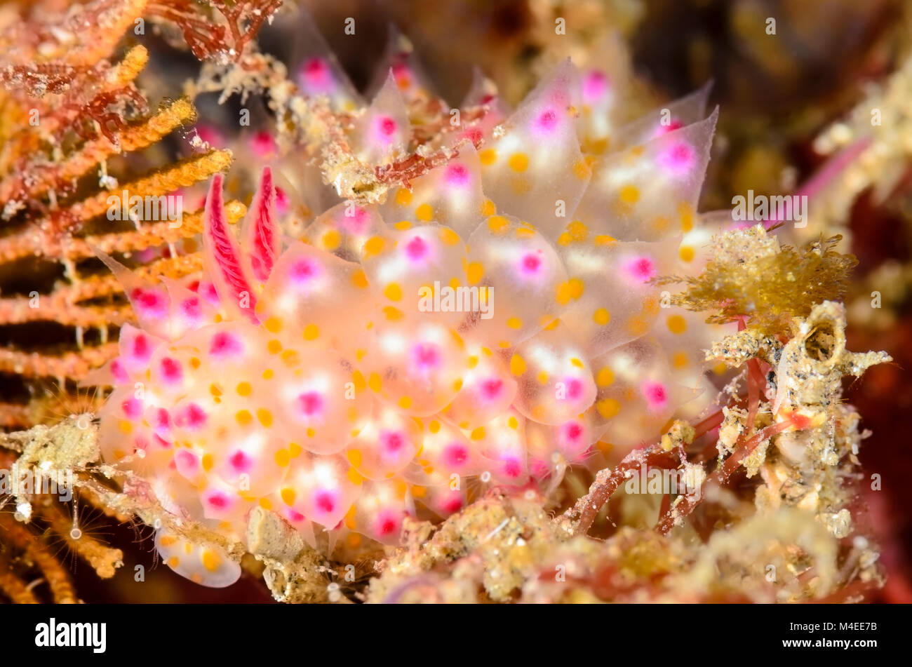sea slug or nudibranch, Janolus sp., Lembeh Strait, North Sulawesi, Indonesia, Pacific Stock Photo