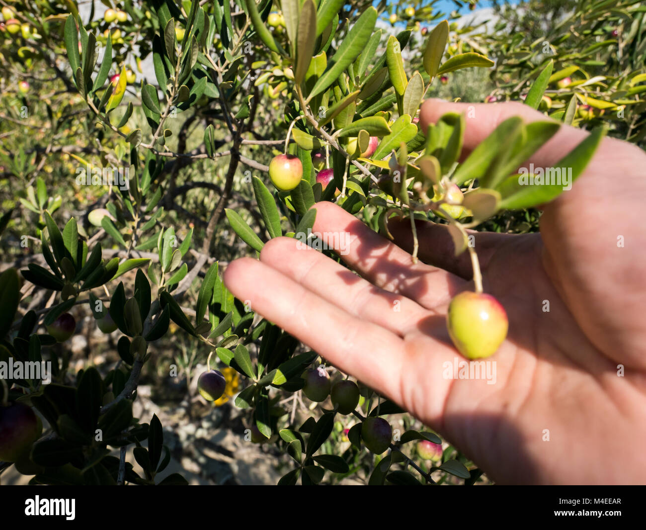Man picking olives from tree on sunny day Stock Photo Alamy