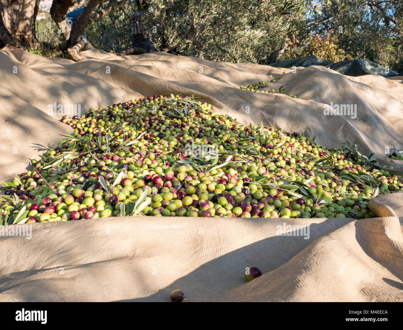 Olive Ripeness Many ripe olives on the ground at olive tree plantation in Croatia ...