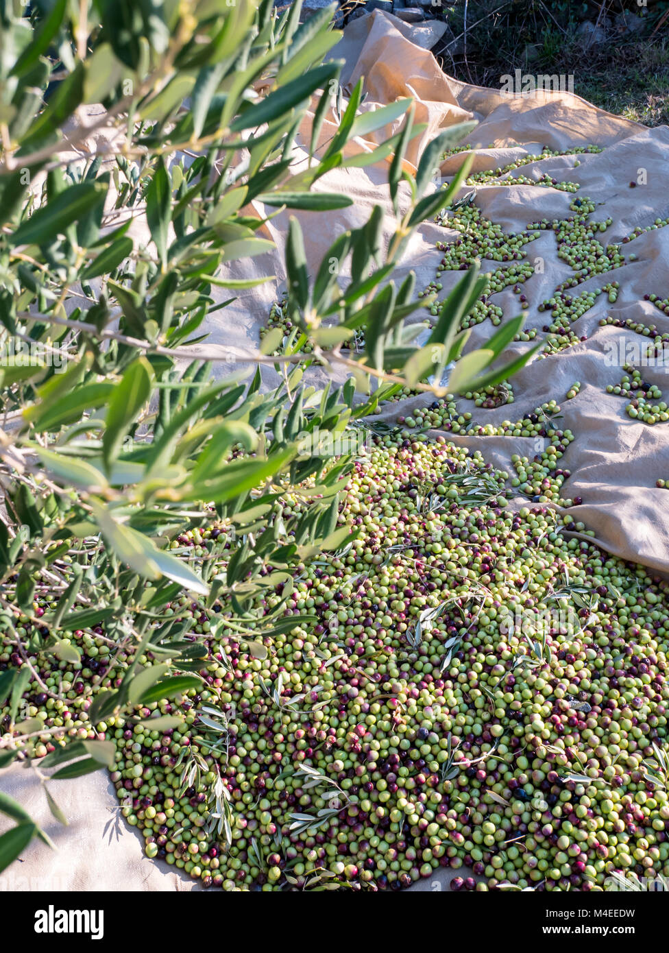 Olives harvesting top view on olive tree plantation Stock Photo Alamy