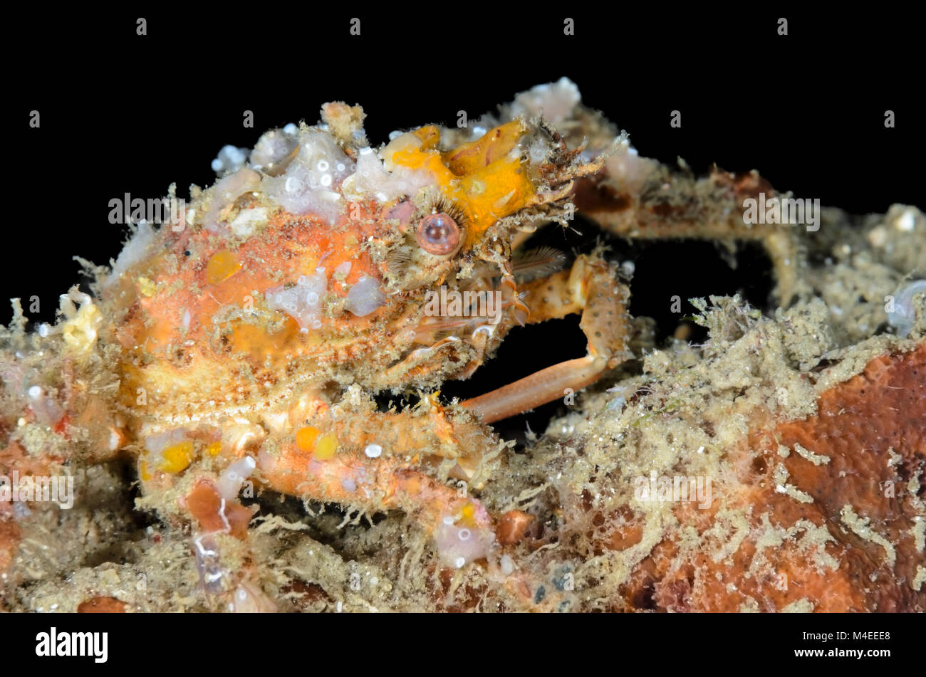 Spider crab, Tylocarcinus sp., Lembeh Strait, North Sulawesi, Indonesia, Pacific Stock Photo