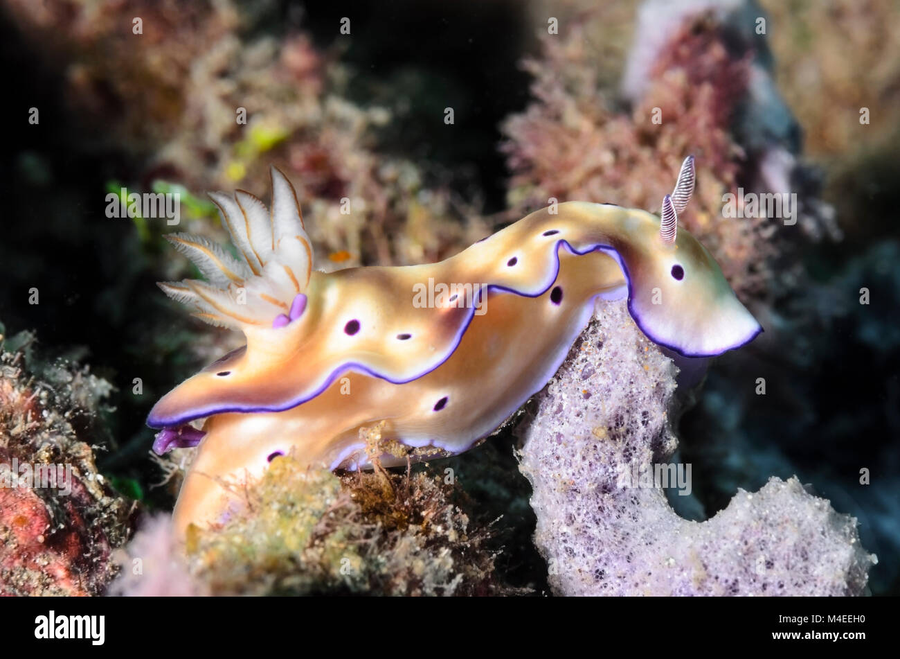 sea slug or nudibranch, Hypselodoris tryoni, with parasitic copepods, Lembeh Strait, North Sulawesi, Indonesia, Pacific Stock Photo