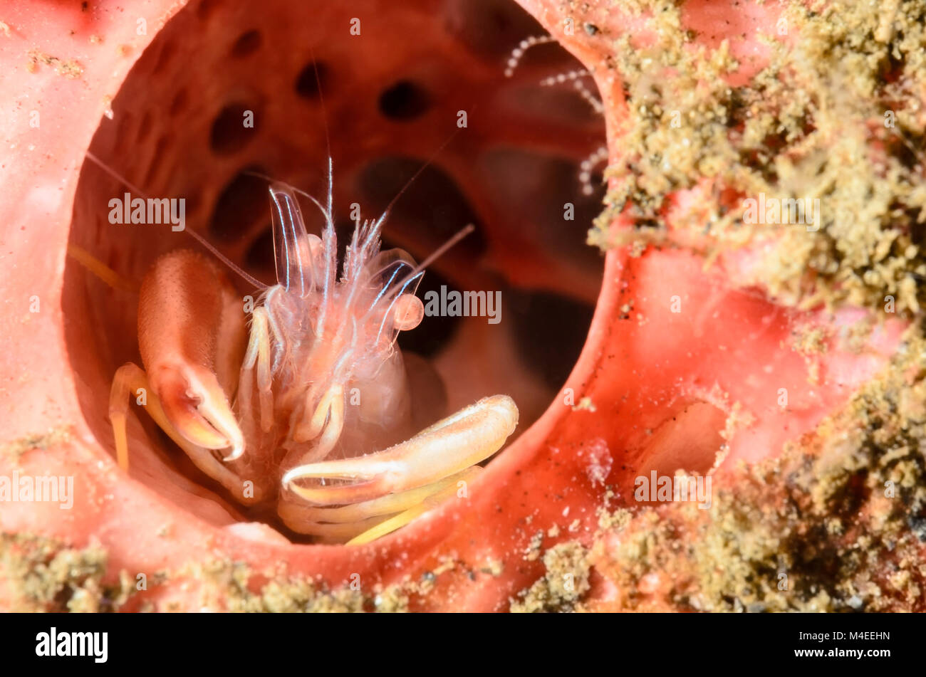 Commensal Sponge shrimp, Thaumastocaris streptopus, Lembeh Strait, North Sulawesi, Indonesia, Pacific Stock Photo
