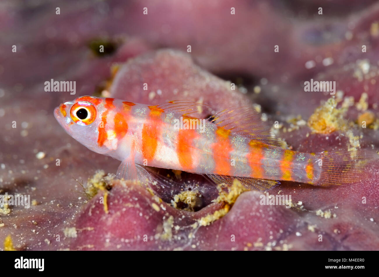 Candycane pygmy goby, Trimma cana, Lembeh Strait, North Sulawesi, Indonesia, Pacific Stock Photo